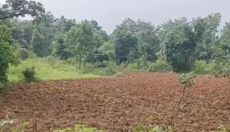 भंडरिया: खरीफ के बाद किसान रबी की तैयारी में जुटे, टांड़ खेतों में कुल्थी की बुआई शुरू