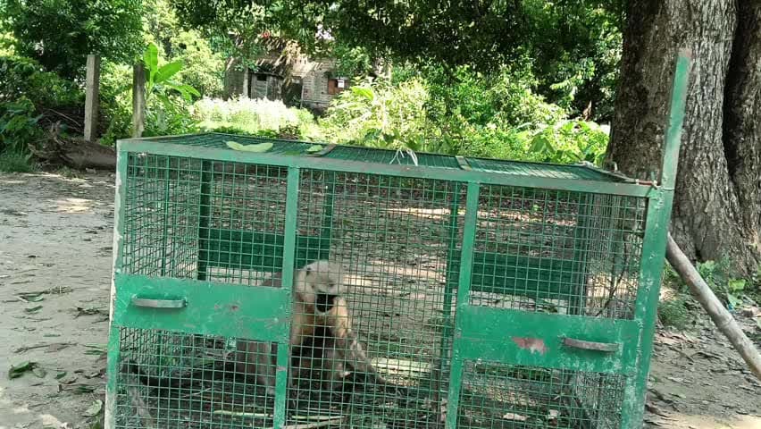 जोगापट्टी: योगापट्टी नवलपुर थाना क्षेत्र में महीनों से आतंक मचाने वाला लंगूर पिंजरे में बंद, ग्रामीणों ने ली राहत की सांस