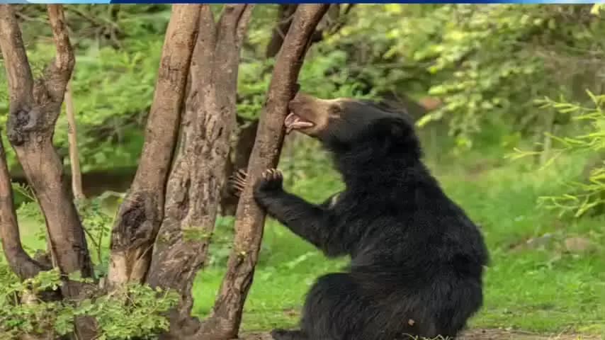 लोहरदगा: 27 नंबर रास्ते के जंगल में भालू के हमले से दतवन तोड़ रही महिला गंभीर घायल, वन कर्मियों ने दी सहयोग राशि