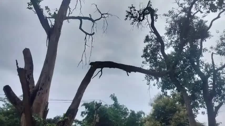 गुमला: लोहरदगा रोड पर सूखी डालियां, गड्ढे और धूल, बन रहे हादसे और परेशानी का कारण