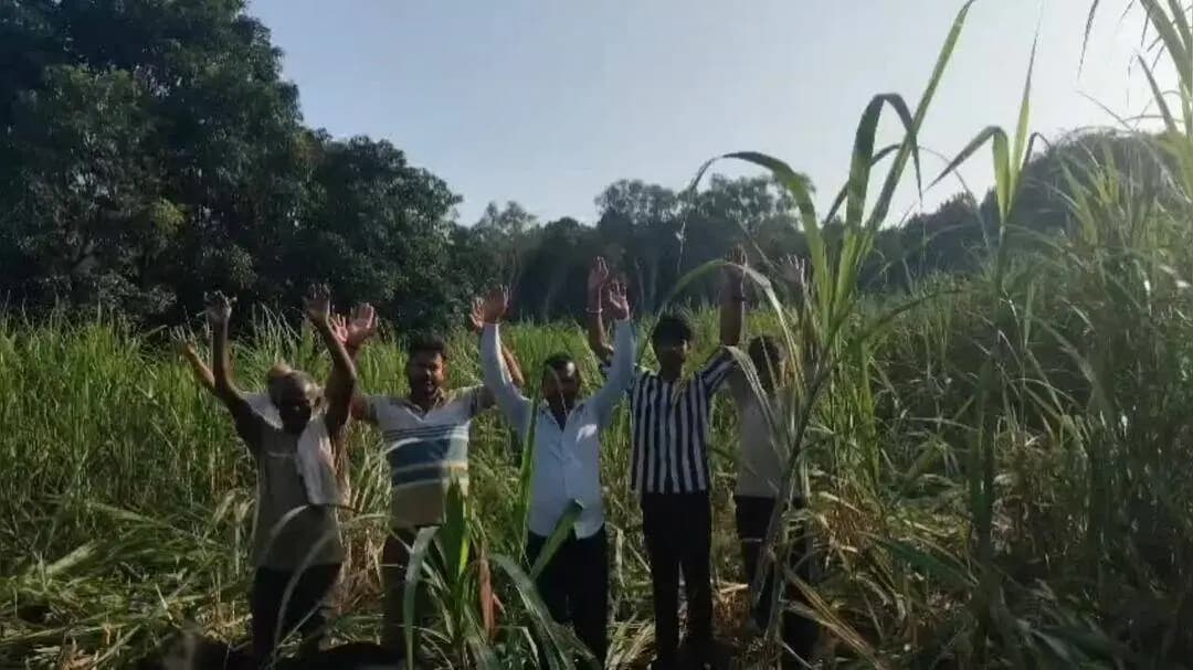 पीलीभीत: हाथियों की दस्तक से किसान दहशत में, फसलें बर्बाद, एक सप्ताह से जंगल से निकलकर खेतों में पहुंच रहा झुंड