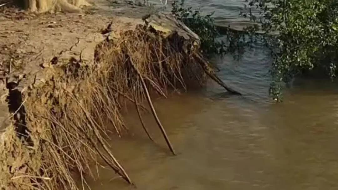 पूरनपुर: शारदा नदी का कटान कर जंगल की ओर बढ़ रहा है, ग्रामीणों में दहशत
