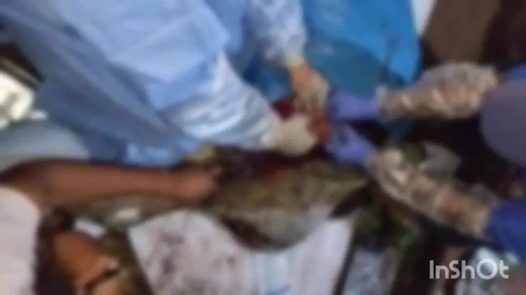 कुम्भराज: कुंभराज में 50 किलोमीटर दूर प्रसव पीड़ा से तड़प रही बेसहारा गाय का आधी रात पशु चिकित्सालय में डॉक्टरों ने किया सफल ऑपरेशन