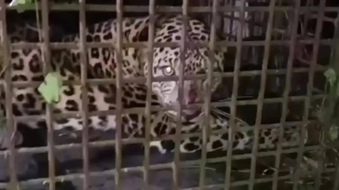 কালচিনি: আলিপুরদুয়ারের পূর্ব ভোলারডাবরিতে খাঁচাবন্দি হল একটি লেপার্ড, আতঙ্ক কাটল স্থানীয়দের