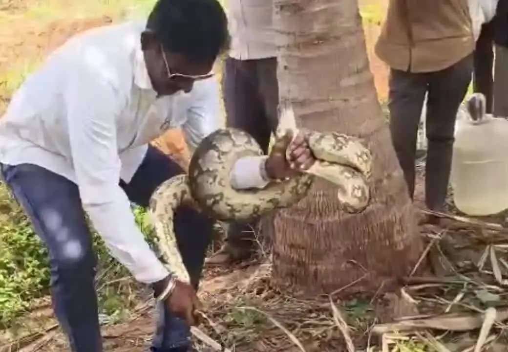 ಕೊಳ್ಳೇಗಾಲ: ಸೂರಪುರದಲ್ಲಿ ಬೃಹತ್ ಹೆಬ್ಬಾವು ಪತ್ತೆ; ಉರಗಪ್ರೇಮಿ ಸ್ನೇಕ್ ಬಾಬು ಕಾರ್ಯಾಚರಣೆ
