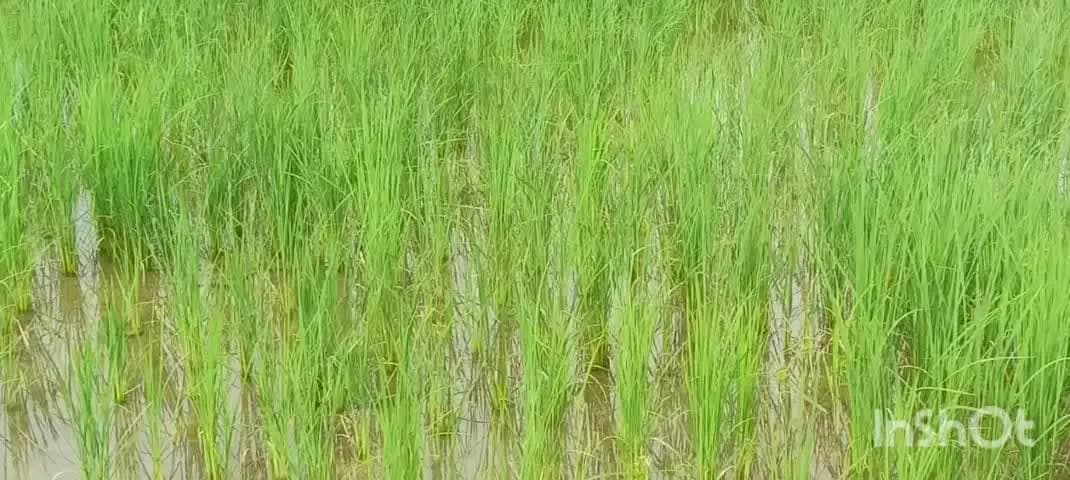 शाहपुरा: शाहपुरा और आसपास के इलाकों में हो रही अच्छी बारिश,किसानों के चेहरे खिले,धान की फसल को होगा फायदा