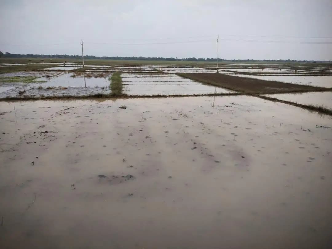 ସୁକିନ୍ଦା: ସୁକିନ୍ଦାର ବନ୍ୟାରେ ଚାଷୀଙ୍କ ସବୁଜିମା କ୍ଷେତ ନଷ୍ଟ, ବିକଳ ଦୃଶ୍ୟ ଦେଖାଦେଲା