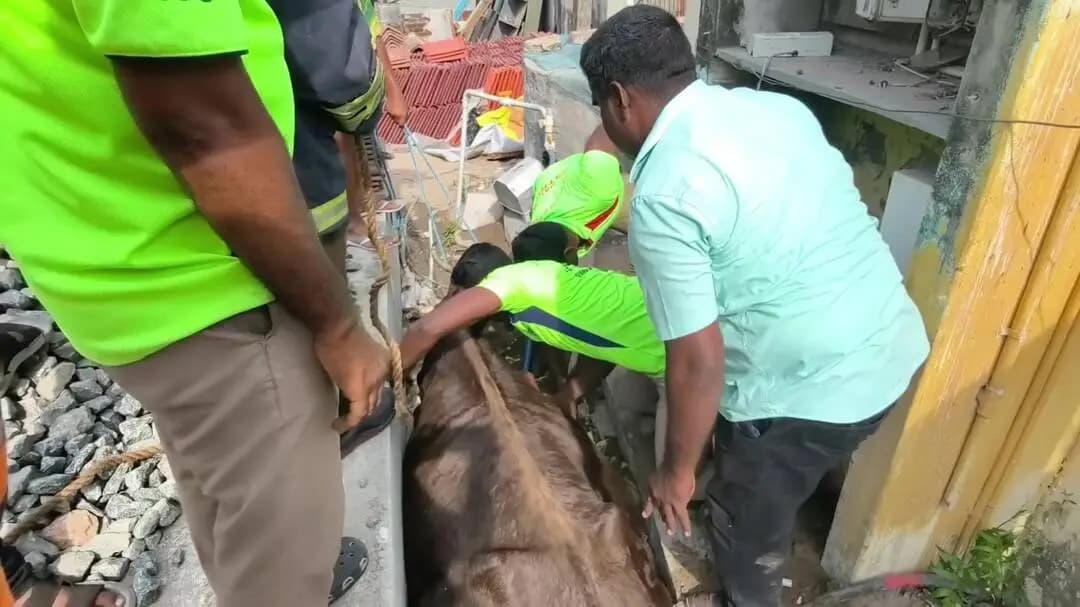 இராமேஸ்வரம்: ராமேஸ்வரம்: சுவர்களுக்கு இடையே சிக்கிய கர்ப்பிணிப் பசுமாடு மீட்பு