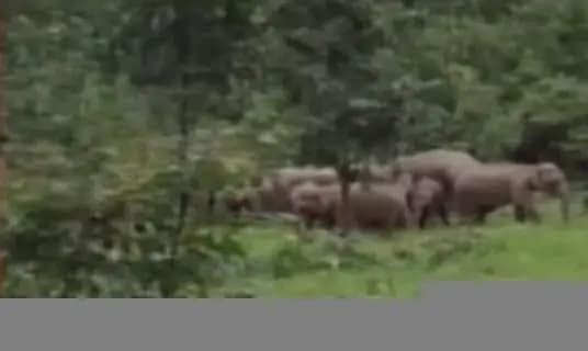 बैकुंठपुर: बैकुण्ठपुर में 12 हाथियों का दल पहुँचा, वन और बिजली विभाग सतर्क