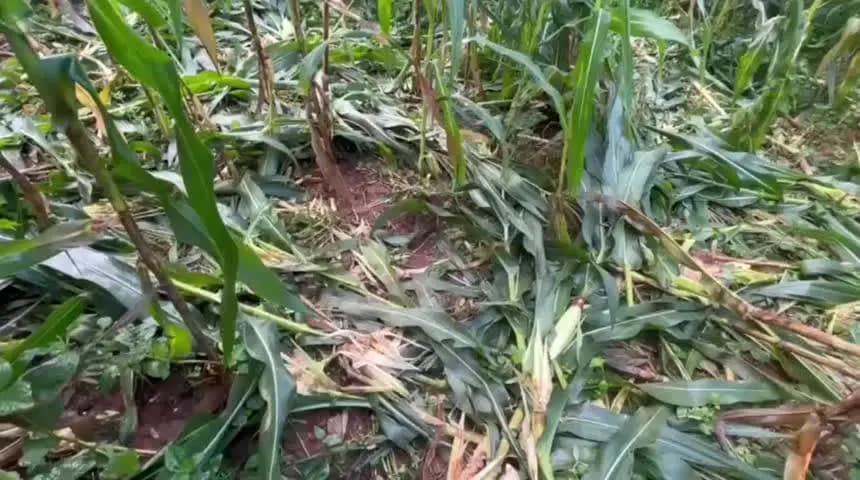 ମୋହନା: କମଳାପୁର ଗାଁ ରେ ମକା ଫସଲ ନଷ୍ଟ କଲା ବାରାହାଚିନ୍ତାରେ ଚାଷୀ....