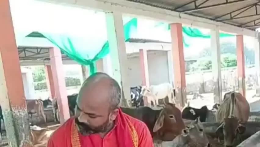 चायल: भूख-प्यास से तड़पकर गौवंश की मौत, बरियावा गौशाला की बदहाली पर गंभीर सवाल, संस्था को भेजा गया नोटिस