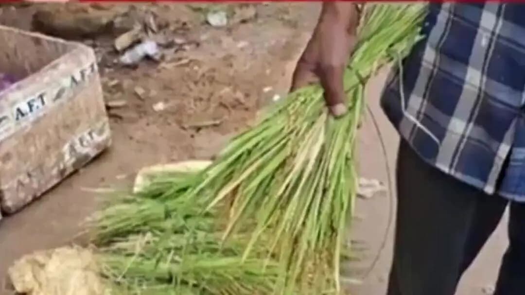 ନବରଙ୍ଗପୁର ପୋଲିସ ଷ୍ଟେସନ: ନୂଆଖାଇ ପାଇଁ ଗାଁଠୁ ସହର ସବୁଠି ପ୍ରସ୍ତୁତି ଜୋରଦାର କିନ୍ତୁ, ନବରଙ୍ଗପୁର ଜିଲ୍ଲା ଝରିଗାଁରେ ନୂଆ ଧାନର ଅଭାବ ଦେଖାଦେଇଛି