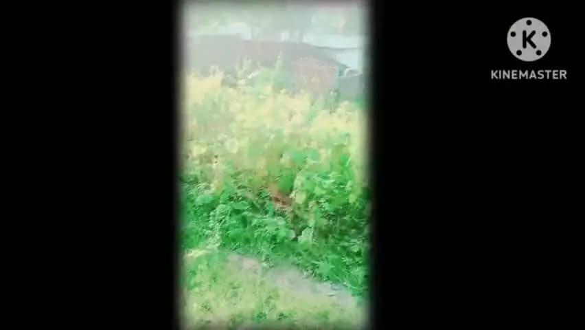 NH 39
चौड़ीकरण चल रहा है मामला मुआवजा के कारण मचा हनुमान ग्राम बढौरा
