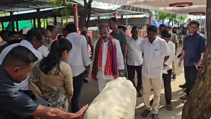 సిరిసిల్ల: వేములవాడ పట్టణం తిప్పాపూర్ గోశాలలో కోడెల పంపిణీ కార్యక్రమం