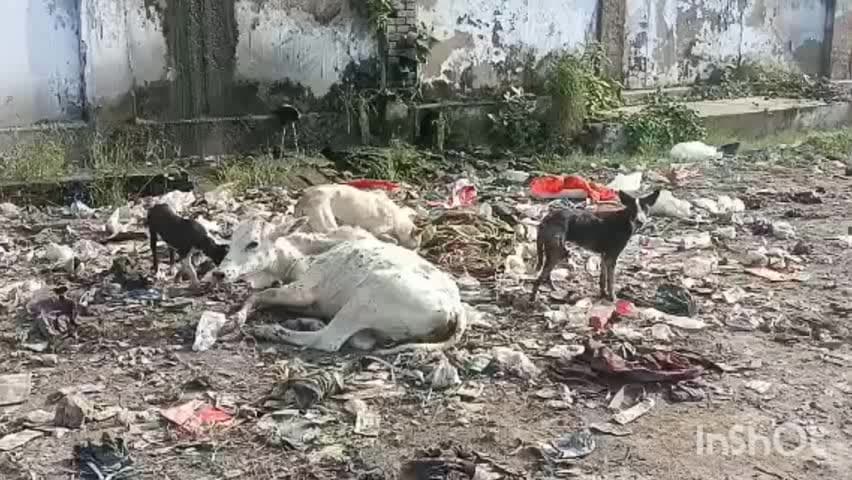 उन्नाव: थाना दही क्षेत्र अंतर्गत स्लॉटर हाउस के पास सड़क पर घायल अवस्था में मिला गोवंश, सूचना न देने का आरोप