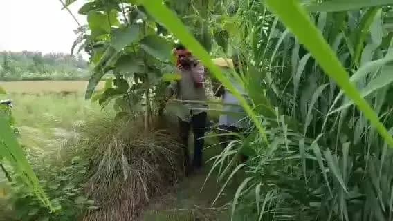 गोला: सिकरीगंज के हरपुर में अंतिम संस्कार से पहले बड़ा हादसा टला, गिरे बिजली के तार में उतरा करंट; तीन लोग मामूली रूप से घायल