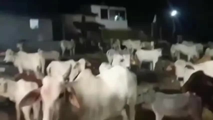 बबेरू: मुरवल गांव में सड़क पर बैठे गोवंश को ले जाते समय ग्रामीणों ने 7 लोगों को पकड़कर पुलिस को सूचना देकर गिरफ्तार करवाया