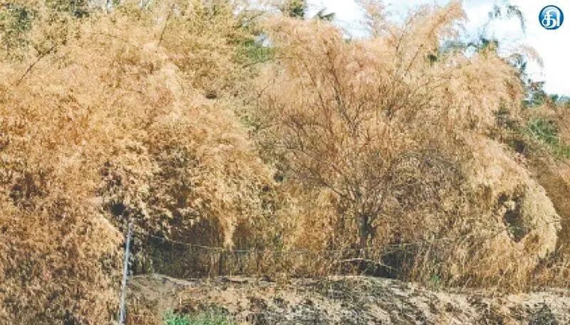 திருவண்ணாமலை: தேனி வருசநாடு மலையில் காட்டுத்தீ அபாயம்! கருகிய மரங்களால் பொதுமக்கள் அச்சம்