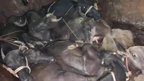 चंदिया: चंदिया में 8 भैंसों से लदी पिकअप जब्त, चालक मौके से फरार