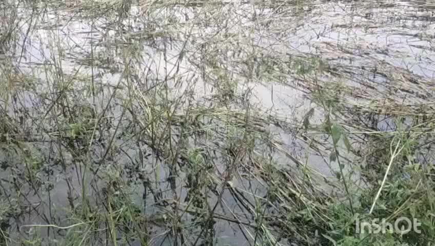 बांदा: बारिश ने किसानों के सपने तोड़े, खेतों में जल भराव से फसल हुई बर्बाद
