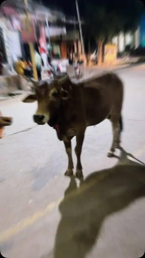 आज मुंगेली में सेवा भारती , यातायात पुलिस पशु चिकित्सा विभाग एवं गौ सेवा धाम के द्वारा मुंगेली नगर में गौ माता को एक्सीडेंट से बचने के लिए रेडियम बेल्ट बांधा गया।#hilightseveryonefollowers #narendramodi #mohanbhagwat #arunsao