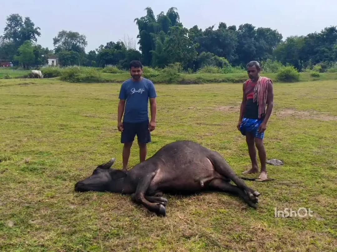 सिमरिया: मयूरहंड के लराही गांव में वज्रपात से भैंस की मौत, पशुपालक ने मुआवजे की मांग की
