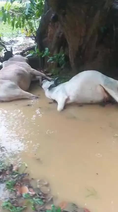 अकाशिय बिजली की चपेट में आने से पांच पशुओं की गई जान :-मरेया