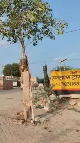 लोहावट: भीयासर में बारिश के अभाव में जलने लगे पौधे, युवा ने संभाला पेड़-पौधों को
