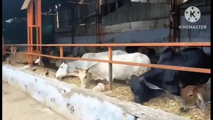 नारनौल: लैंपी संक्रमण से पीड़ित गोवंशों को बचाने के लिए उपचार टीम मौके पर पहुंच रही है