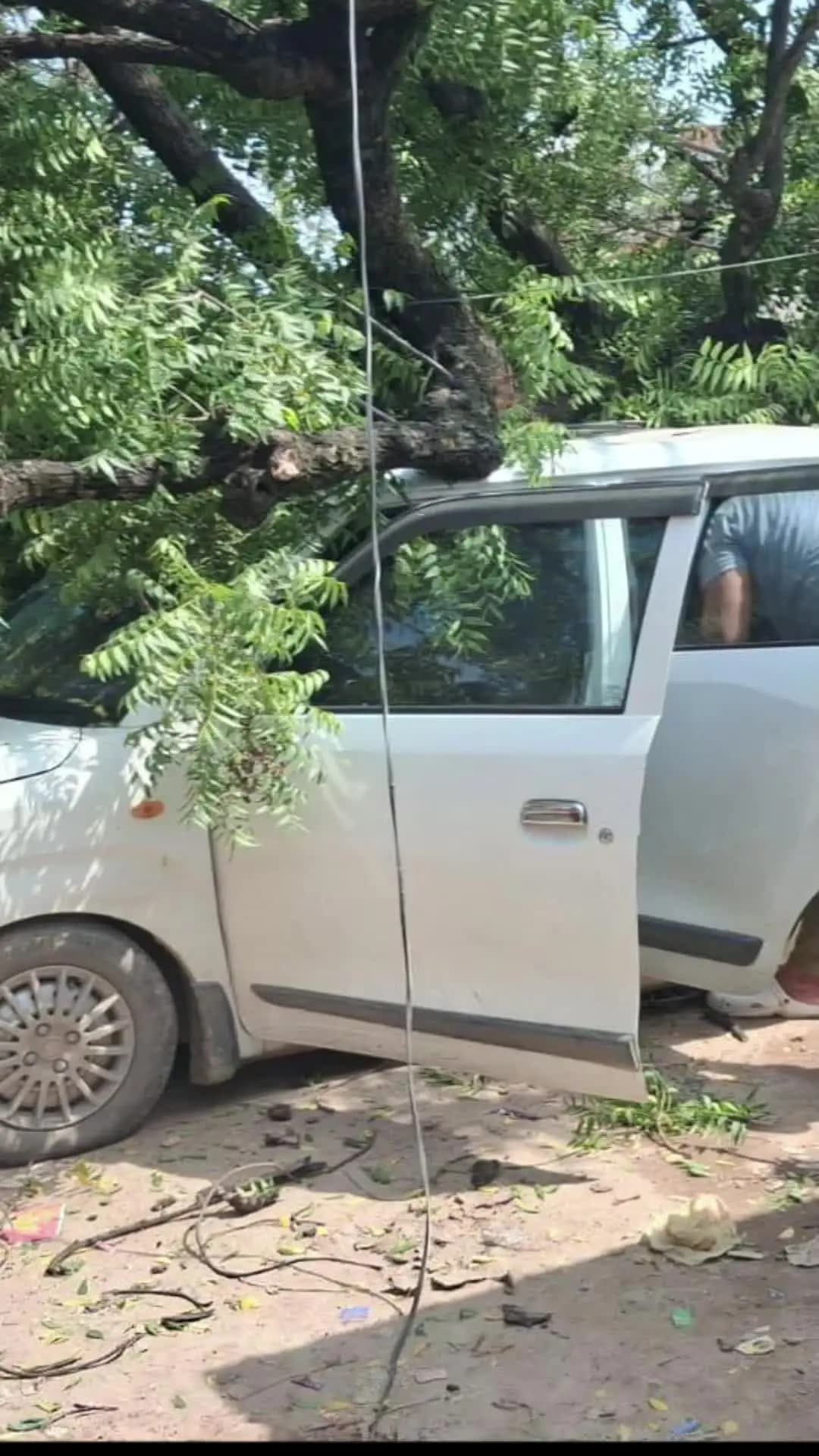 दातागंज बाईपास पर बड़ा हादसा बारिश और हवाओं के कारण एक पेड़ ठेकेदार की गाड़ी पर गिरा #indiacrimetak#