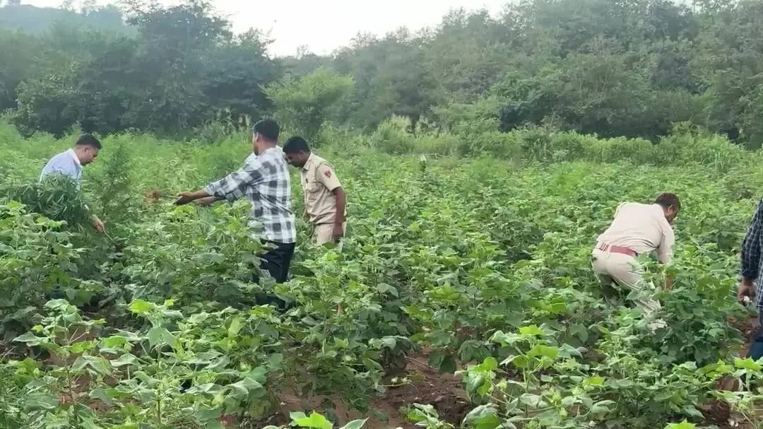 बिछीवाड़ा: कपास के खेत से 280 किलो गांजे के पौधे जब्त, आरोपी फरार