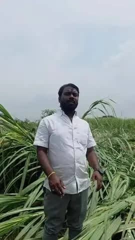 జహీరాబాద్: చెరుకు పంట నష్టానికి పరిహారం ఇవ్వాలి:BJP న్యాల్కల్ మండల అధ్యక్షుడు మల్లేష్ గంగ్వార్