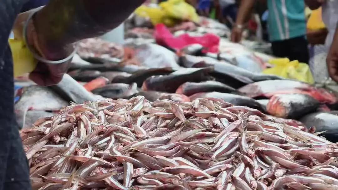 கோவை தெற்கு: கோவை உக்கடம் புல்லுக்காடு மீன் மார்க்கெட்டில் புரட்டாசி ஞாயிறு கூட்டம்!