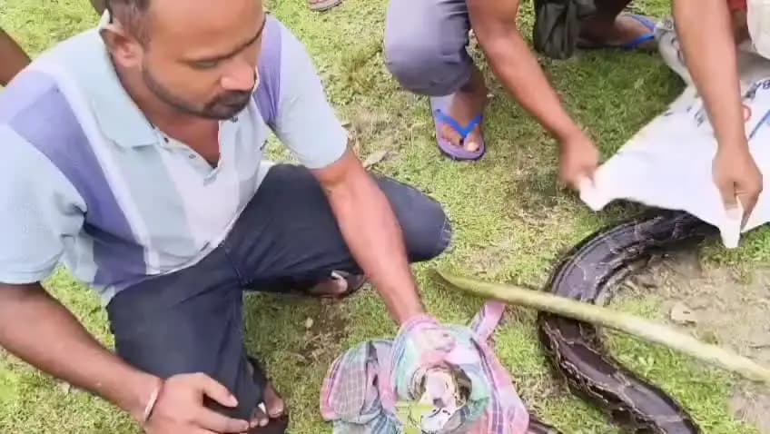 আলিপুরদুয়ার ২: পাগলা বাজার থেকে বিশালাকার অজগর উদ্ধার
