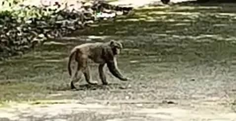 ठाकुरगंज प्रखंड परिसर में पेड़ की छांव में अक्सर बंदर देखें जाते हैं.