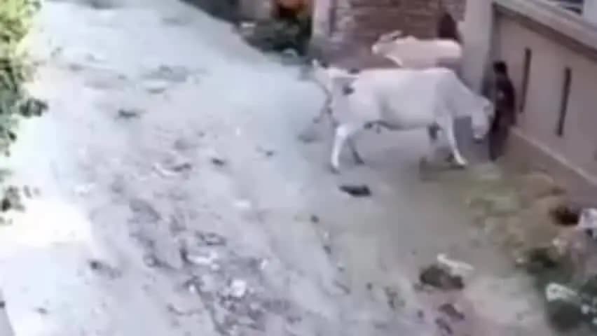अम्बाला: अंबाला में आवारा पशुओं के कारण साइकिल सवार सड़क पर गिरा, हादसा CCTV में कैद