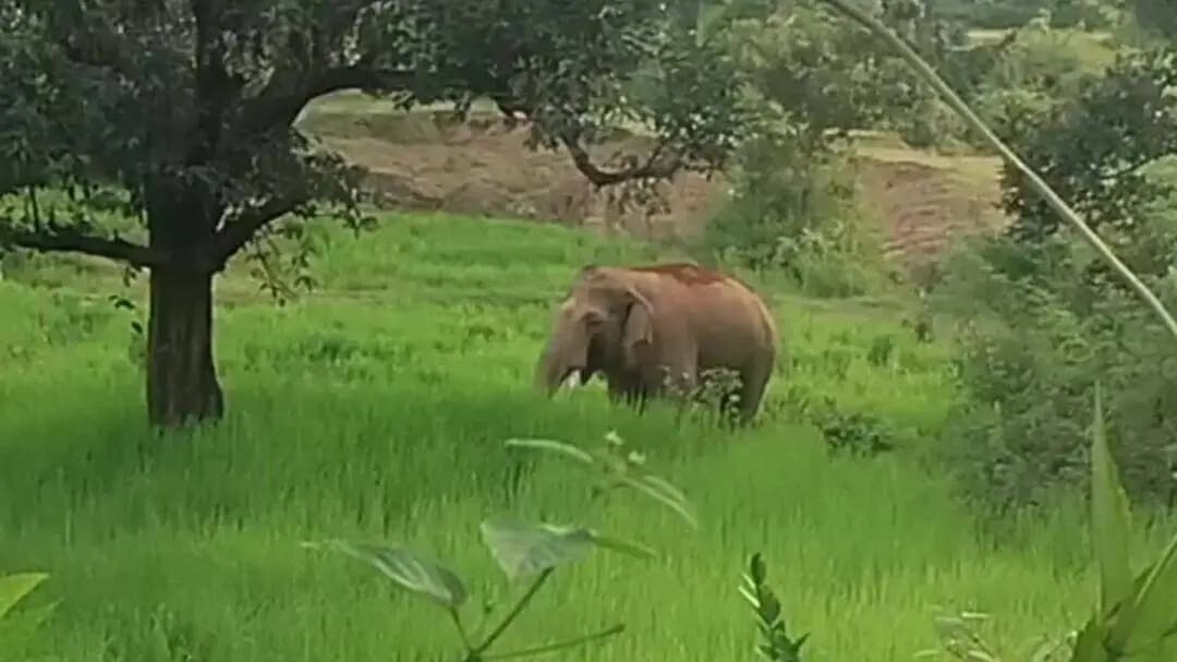 चैनपुर:बरवेनगर गाँव में गजराज का आतंक ,खेत में लगे धान को खाकर व रौंदकर किया बर्बाद