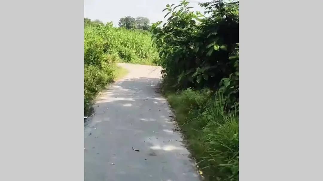बीकापुर: तरुण ब्लॉक के खपराडीह रोड पर झाड़ियों का अंबार, लोगों को आने-जाने में हो रही परेशानी
