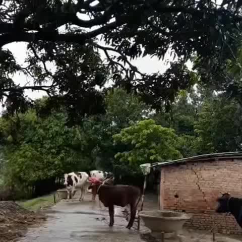गोगरी: गोगरी प्रखंड: लगातार बारिश और बिजली गुल, जनजीवन प्रभावित