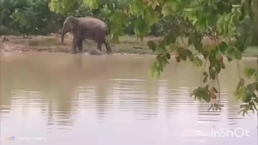 বকো: বনৰীয়া হাতীৰ পোৱালিৰ মৃত্যু