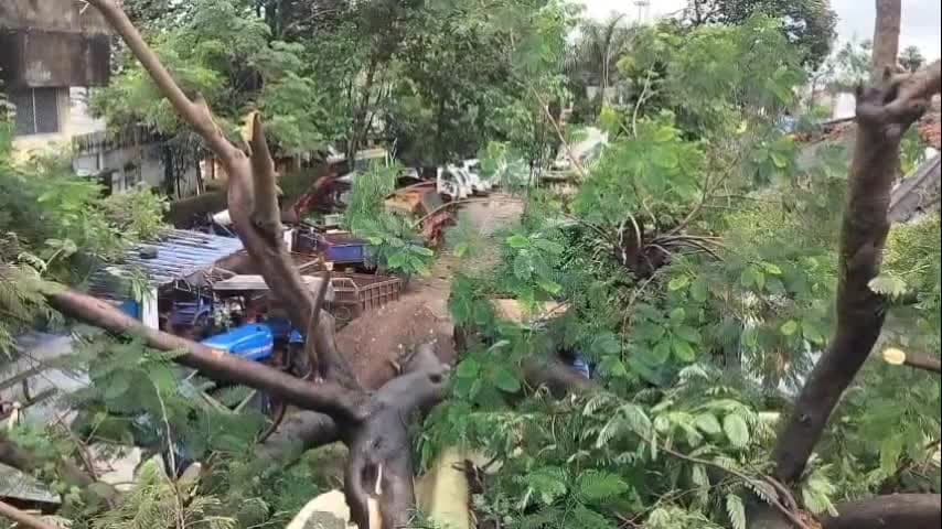 लोहरदगा: लोहरदगा के बांग्ला रोड में तड़के 3 बजे घरों पर गिरा विशाल पेड़, बच्चों संग सो रहे परिवारों की बची जान