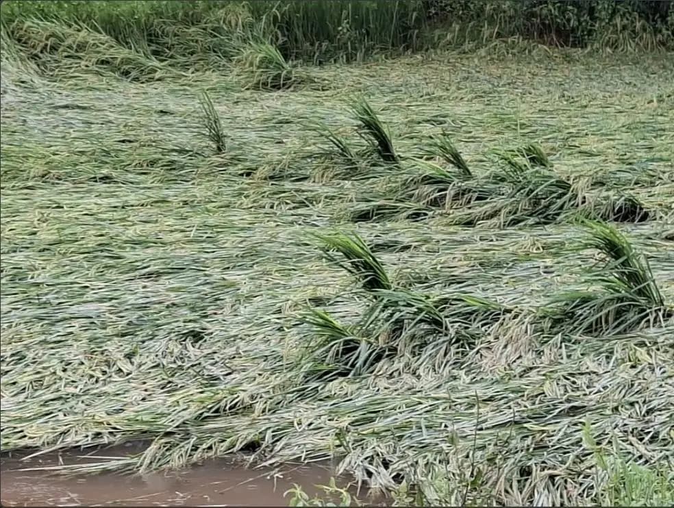 मनकापुर: बभनजोत में 36 घंटे से बारिश और तेज हवा से फसलों को भारी नुकसान का खतरा