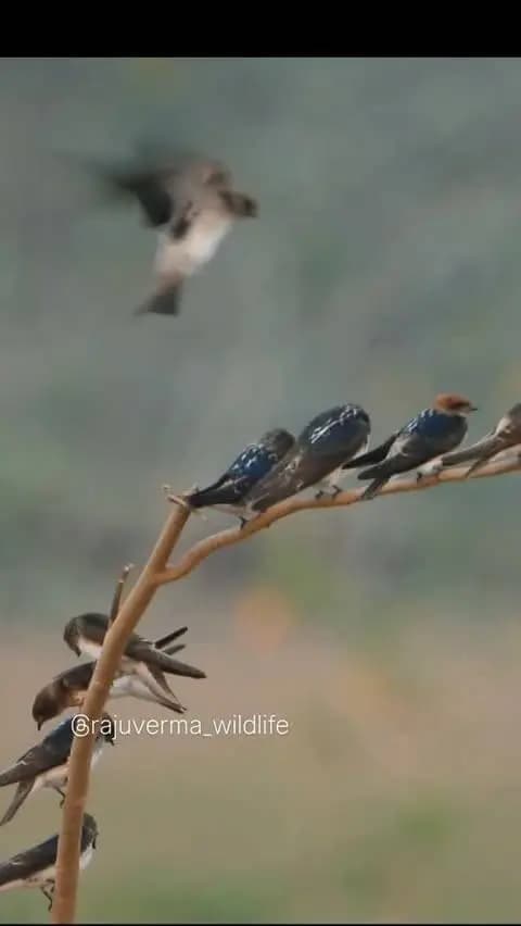Meet our local flycatcher superstar—the Streak-throated Swallow! 🌟✨
Size mein choti, par flying skills ekdum pro level! Inka chestnut head aur white-streaked throat inhein baki swallows se bilkul alag banata hai.
Agar aapne inhein kabhi paani ke paas ya purane bridges ke neeche mitti ke ghosle banate dekha hai, toh comment karke zaroor batao! 🛖🌊
#streakthroatedswallow
#birdwatchingindia
#wildlifeofindia
#naturephotograph
#indianbirds
@chhattisgarhforestdepartment
@dfordurg