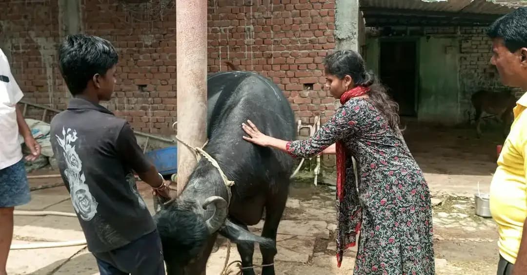 सेवा संकल्प अभियान के अंतर्गत जिले के ग्राम पसला एवं ग्राम केल्हारी में पशु चिकित्सा शिविरों का आयोजन किया गया। शिविरों में ग्रामीण पशुपालकों को पशुओं के बेहतर स्वास्थ्य एवं देखभाल के लिए आवश्यक पशु चिकित्सा सेवाएं उपलब्ध कराई गईं।
शिविर के दौरान पशु चिकित्सकों एवं विभागीय अमले द्वारा पशुओं का स्वास्थ्य परीक्षण किया गया तथा बीमार एवं उपचार की आवश्यकता वाले पशुओं को आवश्यकतानुसार चिकित्सा सुविधा प्रदान की गई। पशुपालकों को पशुओं में होने वाली सामान्य बीमारियों के लक्षण, बचाव के उपाय तथा समय पर उपचार कराने के संबंध में जानकारी दी गई।
इस दौरान पशुपालकों को पशुओं के लिए संतुलित आहार, स्वच्छ पेयजल, साफ-सफाई, नियमित टीकाकरण तथा पशु आवास की स्वच्छता बनाए रखने के महत्व से अवगत कराया गया। साथ ही पशुओं के स्वास्थ्य में किसी प्रकार की समस्या दिखाई देने पर तत्काल निकटतम पशु चिकित्सा केंद्र से संपर्क करने की समझाइश दी गई।
सेवा संकल्प अभियान के अंतर्गत आयोजित इन शिविरों के माध्यम से ग्रामीण क्षेत्रों में पशुपालकों तक पशु चिकित्सा सेवाओं की पहुंच सुनिश्चित करने के साथ पशुधन के संरक्षण एवं बेहतर स्वास्थ्य के प्रति जागरूकता बढ़ाने का प्रयास किया जा रहा है। शिविरों से ग्रामीण पशुपालकों को स्थानीय स्तर पर पशु स्वास्थ्य संबंधी आवश्यक मार्गदर्शन एवं उपचार की सुविधा प्राप्त हुई।
#सेवा_संकल्प_अभियान #SevaSankalpAbhiyan #anuppur