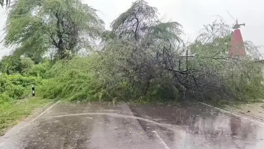 सवायजपुर: पेड़ गिरने से पाली-रूपापुर मार्ग पर थमा आवागमन, गंगा स्नान को जाने वाले श्रद्धालुओं को हुई परेशानी, वाहनों की लगी कतारें