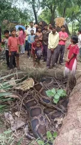 जसराना: कबीलपुर में विशाल काय अजगर निकलने से ग्रामीणों में मचा हड़कंप, वन विभाग को दी गई जानकारी