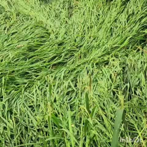 ऊंचाहार: ऊँचाहार क्षेत्र में भारी बारिश के कारण गिरी खड़ी धान की फसल, किसानों ने मुआवजे की गुहार लगाई