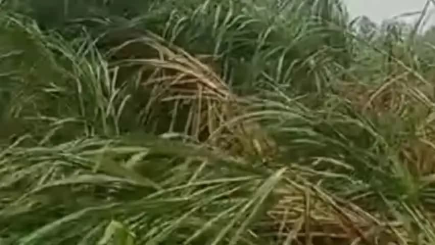 नौगावां सादात: लगातार बारिश से किसानों की फसलें गिरीं, लाखों रुपये के नुकसान का अनुमान