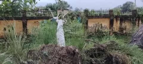 मुहम्मदाबाद गोहना: तेज आंधी-बारिश में सड़क किनारे 6 पेड़ उखड़े, बिजली पोल और तार टूटे