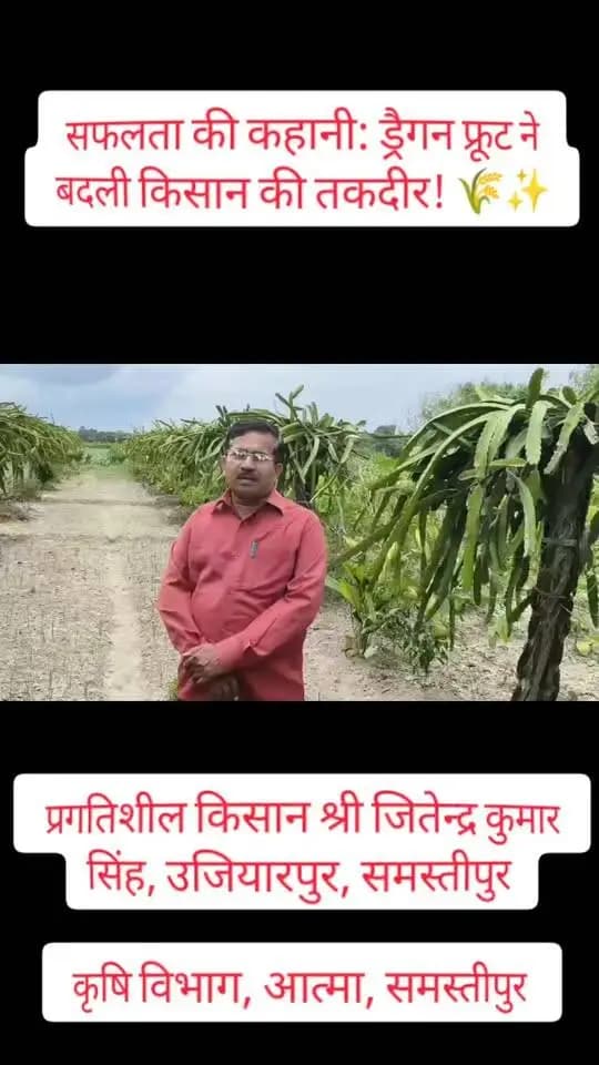 सफलता की कहानी: ड्रैगन फ्रूट से बदली किसान की तकदीर! 🌾✨
समस्तीपुर (उजियारपुर) के प्रगतिशील किसान श्री जितेन्द्र कुमार सिंह ने पारंपरिक खेती को छोड़कर प्राकृतिक विधि और आधुनिक तकनीक से ड्रैगन फ्रूट ('अमेरिकन ब्यूटी') की खेती अपनाई।
आज वे ड्रैगन फ्रूट, सब्जी और मशरूम उत्पादन के जरिए सालाना ₹4.00 से ₹4.50 लाख की शुद्ध आय अर्जित कर रहे हैं और राज्य स्तरीय पुरस्कार से भी सम्मानित हो चुके हैं।
दृढ़ संकल्प और सही मार्गदर्शन से खेती को भी एक सफल और लाभप्रद व्यवसाय बनाया जा सकता है! 💡
#SamastipurDiaries #BiharAgriculture #ProgressiveFarmer
#DragonFruitFarming
#AgricultureDept
#aatma
#Samastipur
#DistrictAdministration
#CMSamrat
#SamratChoudharybihar
#samratchoudhary
Information & Public Relations Department, Government of Bihar
CMO Bihar